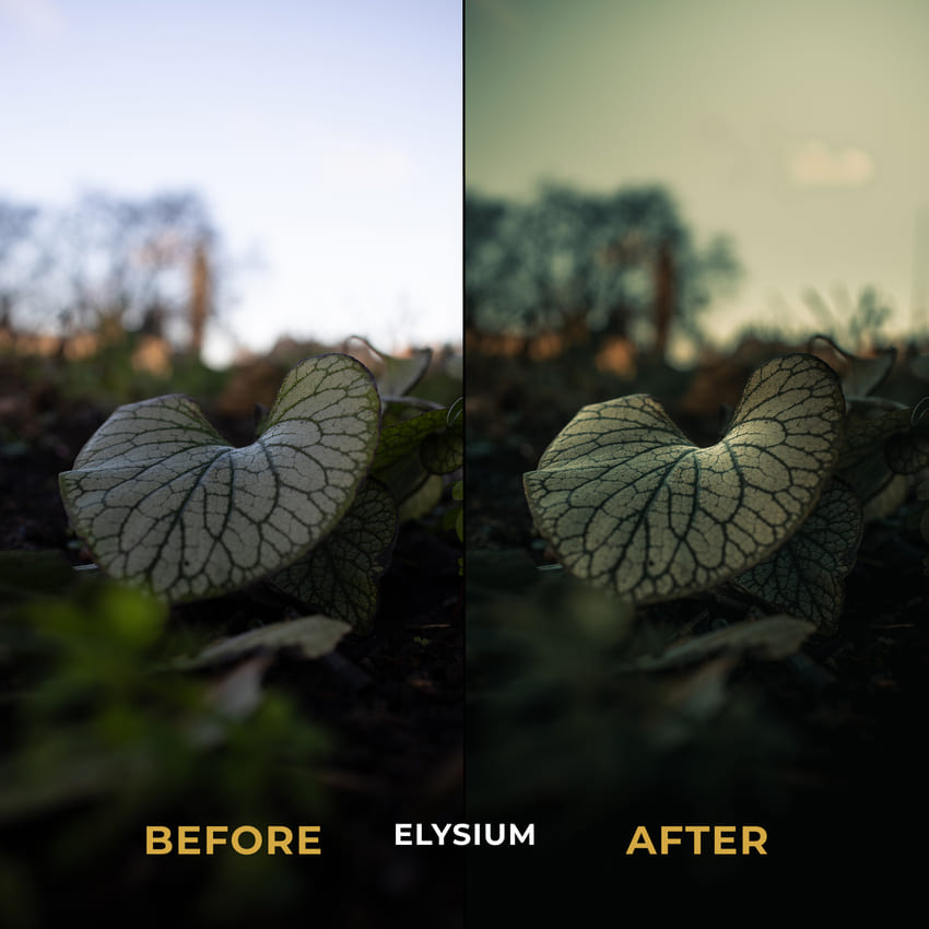 Comparison of a leaf with 'Before' and 'After' effects labeled 'Elysium'.
