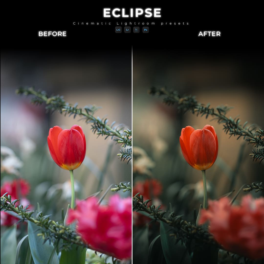 Before and after red tulips photo edited with COLLAPSE preset from ECLIPSE Cinematic Lightroom Pack
